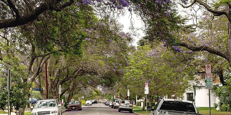 A street scene in West Los Angeles with trees